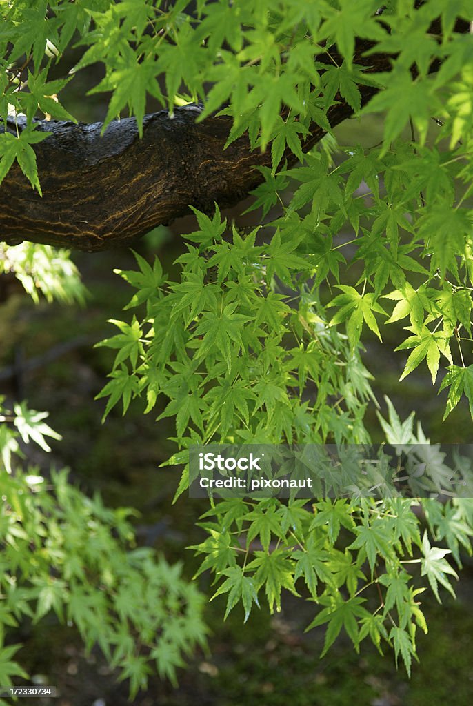 Folhas de Ácer-do-Japão - Royalty-free Beleza natural Foto de stock
