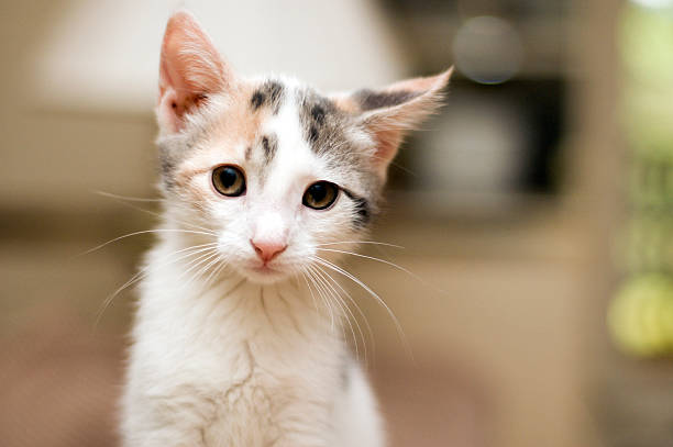 Closeup of kitten's face with blurry background stock photo