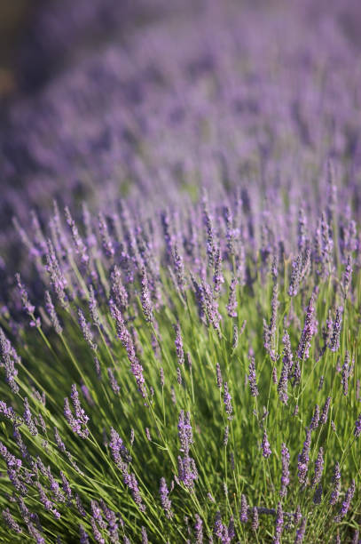 Lavender stock photo