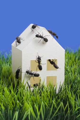 Home inspection and pest control: Model home crawling with investigating carpenter ants (Camponotus species). Ant size is over 1/2 inch (1.5 cm). Carpenter ants are a household pest - they bore their nests in wood and can cause serious structural damage. The blue background is a single color and therefore very easy to extend.