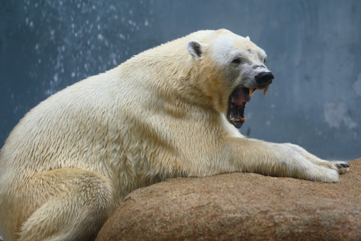 a very angry looking polar bear lying on a rock
