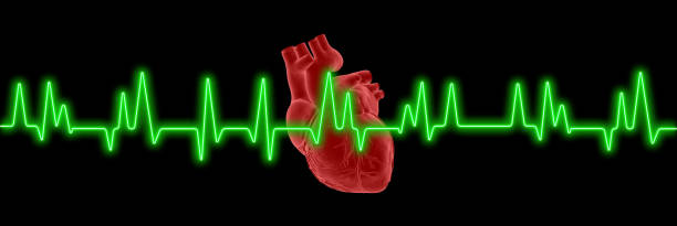 electrocardiogram ekg)/(ecg avec coeur humain sur écran - septum interventriculaire photos et images de collection