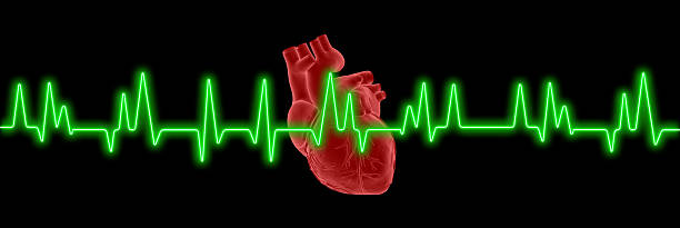 elettrocardiogramma (ecg o ecg) con cuore umano su schermo - human heart pulse trace heart valve cardiac conduction system foto e immagini stock