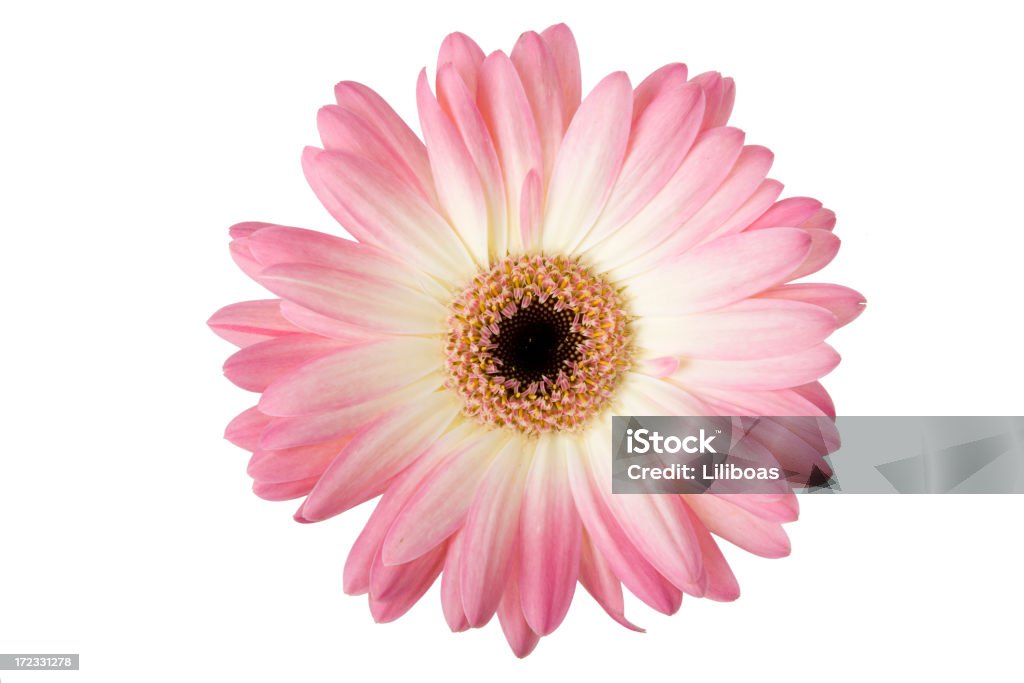 O que uma flor! (XL - Foto de stock de Fundo Branco royalty-free