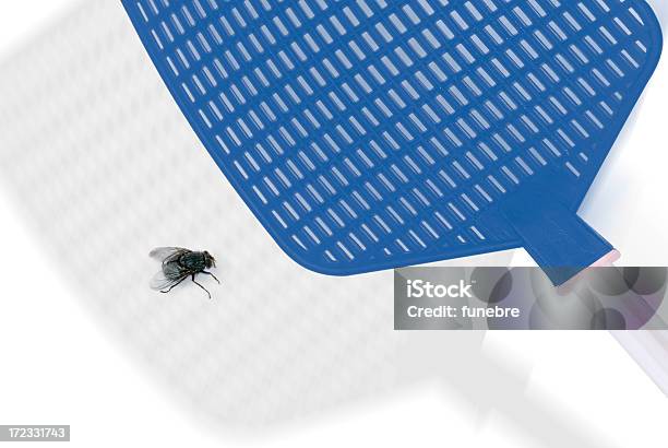 Big Fly Stock Photo - Download Image Now - Fly Swatter, Fly - Insect, Animal