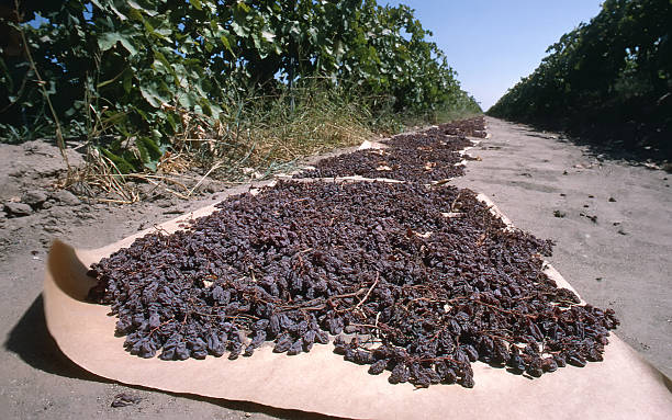 gros plan de raisins secs séchage rapide - sultana california photos et images de collection