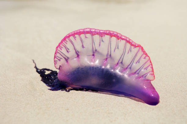 Portuguese Man O' War stock photo