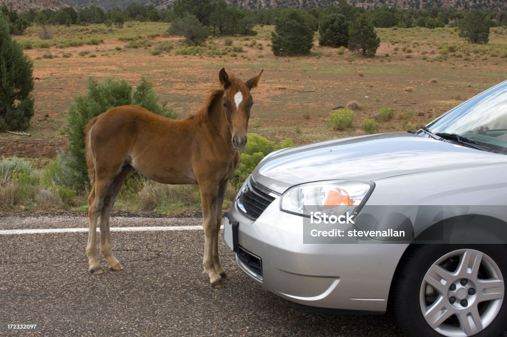 Cavallo e noleggio - Foto stock royalty-free di Ambiente