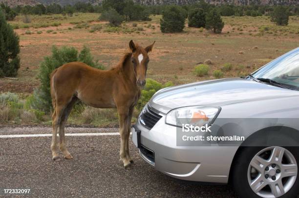 Лошадь И Автомобиль — стоковые фотографии и другие картинки Stop - английское слово - Stop - английское слово, Автомобиль, Без людей
