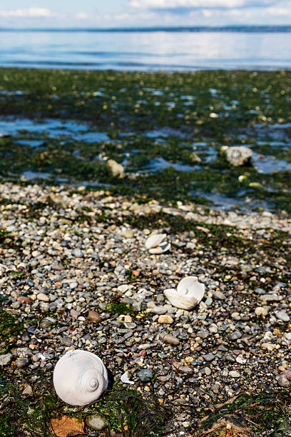 pebble y algas marinas playa con carcasa de caracol luna en primer plano - remote shell snail isolated fotografías e imágenes de stock