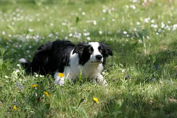 Cute border collie enjoying green carpet