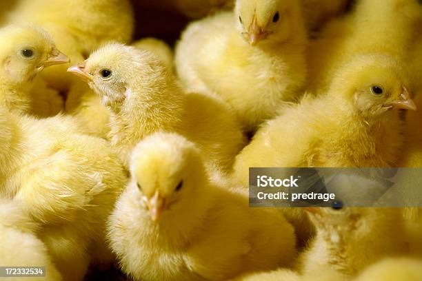 Huhn Stockfoto und mehr Bilder von Hühnerküken - Hühnerküken, Jungvogel, Agrarbetrieb