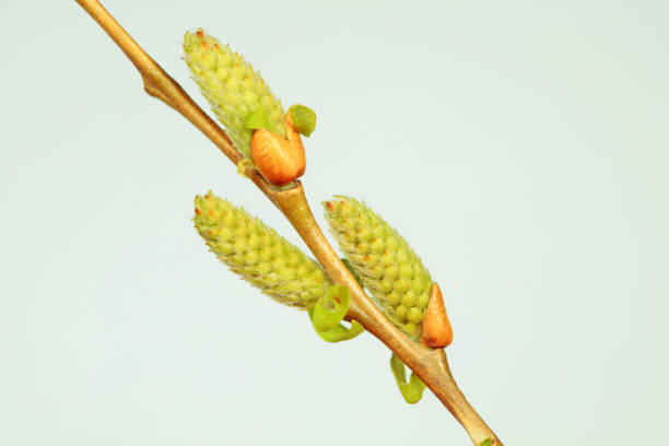 istock Willow bud in early spring, North China 1723327098