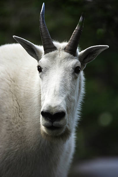 mountain goat - british columbia glacier national park british columbia wildlife canada stock-fotos und bilder