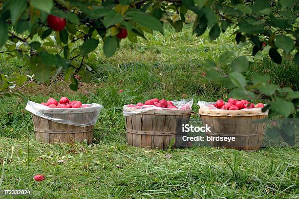 20000 Tonnellate Di Mele - Fotografie stock e altre immagini di Agricoltura - Agricoltura, Albero da frutto, Cestino