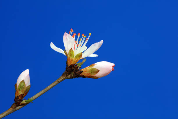 Peach blossom in the park, North China