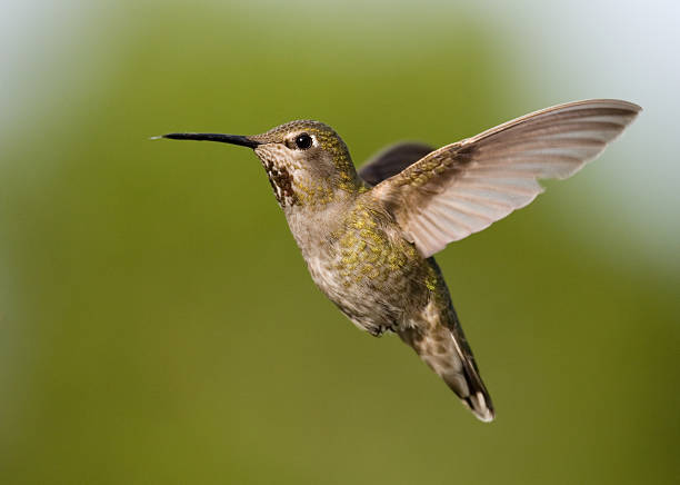 anna's hummingbird-female - bird hummingbird flying annas hummingbird stock-fotos und bilder
