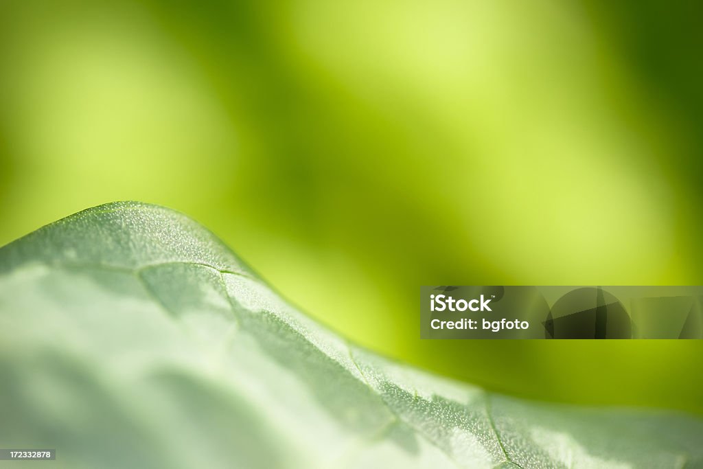녹색 배경 - 로열티 프리 0명 스톡 사진