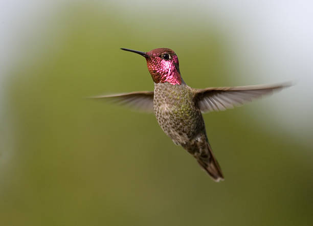 istock Anna's Hummingbird - Male 172333177