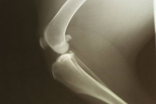 canine knee radiograph stock photo