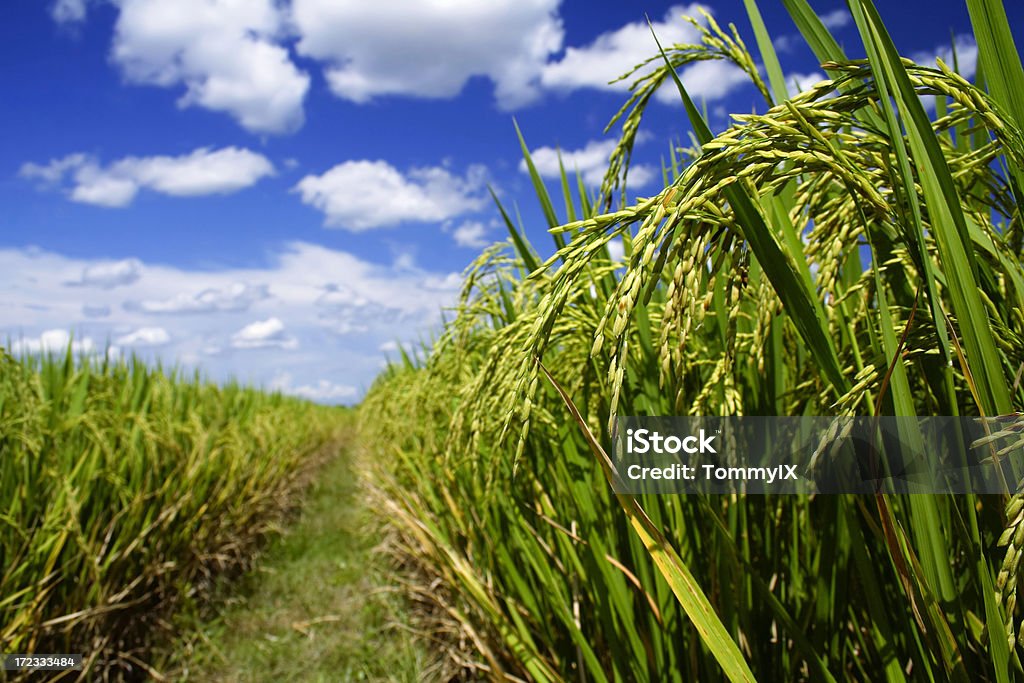 Campo de arroz glutinoso 1 - Foto de stock de Arroz de Grão Curto royalty-free