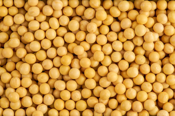 istock Full frame shot of Soybean 1723335475