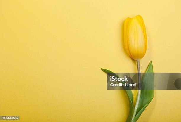 Foto de Tulipas Em Fundo Amarelo e mais fotos de stock de Fundo colorido - Fundo colorido, Tulipa - Família do Lírio, Amarelo