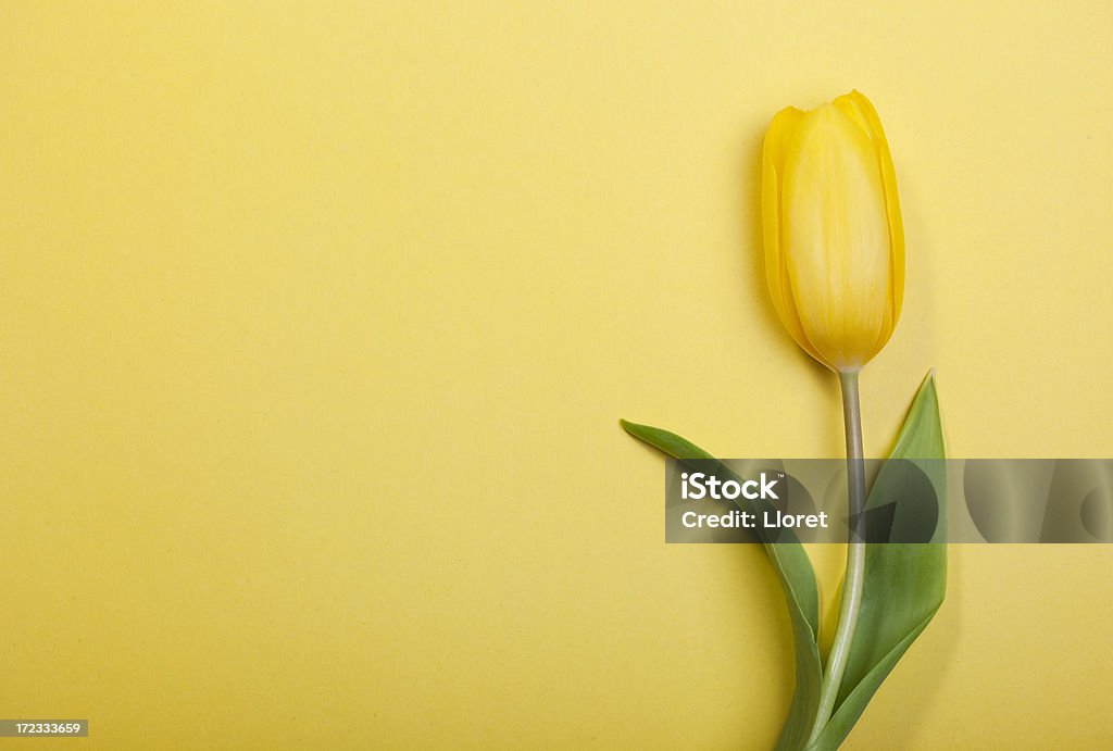 Тюльпан на желтом фоне - Стоковые фото Тюльпан роялти-фри