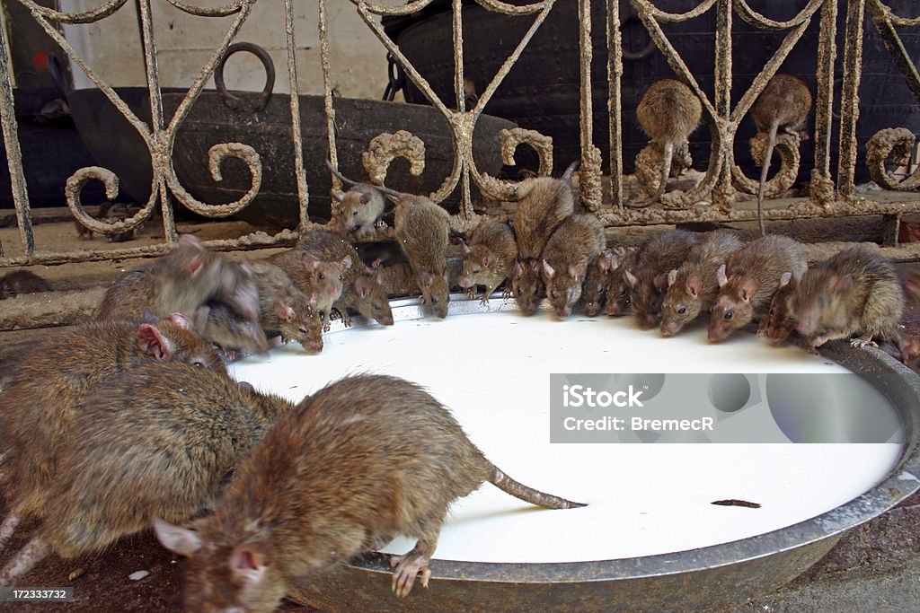 Rats and bowl of milk "Rats drinking milk at Karni Mata temple, a 600 year old temple at Deshnoke in Rajasthan, India." Deshnoke Stock Photo