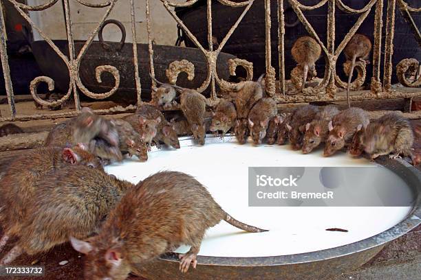 Rats And Bowl Of Milk Stock Photo - Download Image Now - Deshnoke, India, Animal