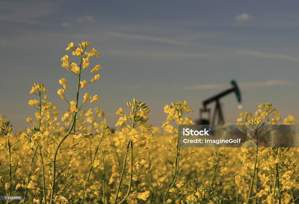 Pumpjack de colza - Royalty-free Alberta Foto de stock