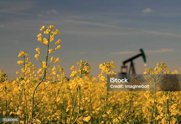 Pumpjack De Colza - Fotografias de stock e mais imagens de Alberta - Alberta, Agricultura, Amarelo