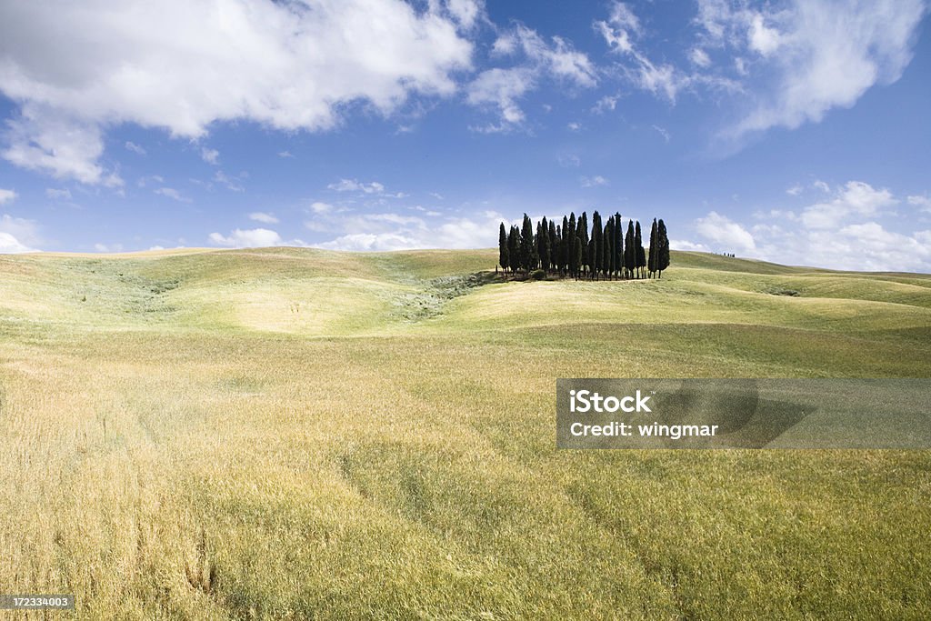 Campo de Toscana - Foto de stock de Aberto royalty-free