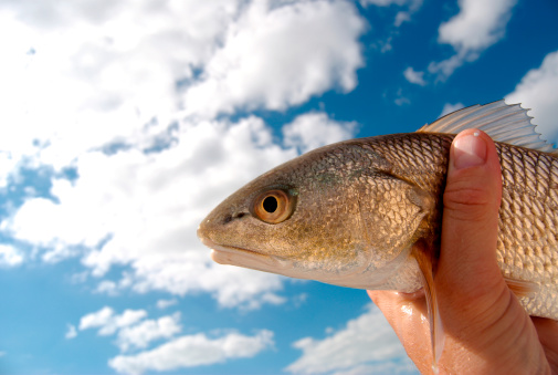 A red drum against a cloud filled blue sky.