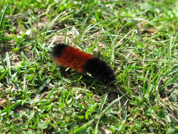 istock insect in the field 172334192
