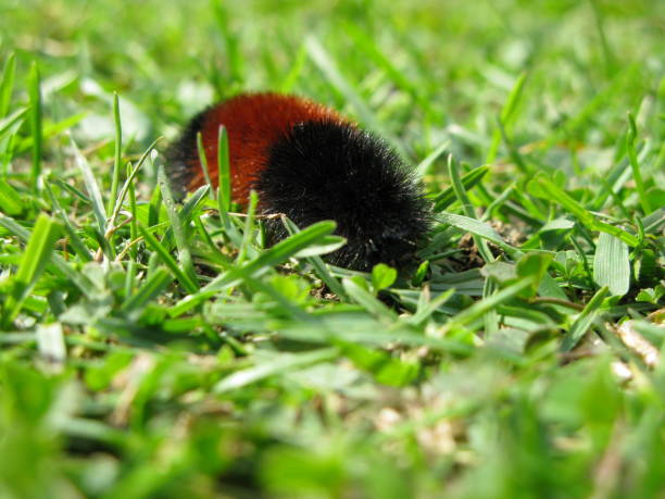 istock insect in the field 172334198