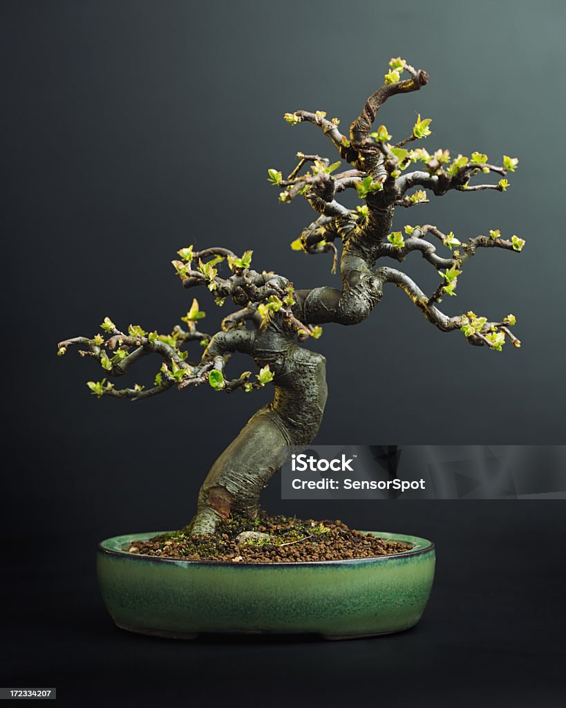 Apple árbol bonsái - Foto de stock de Bonsái libre de derechos