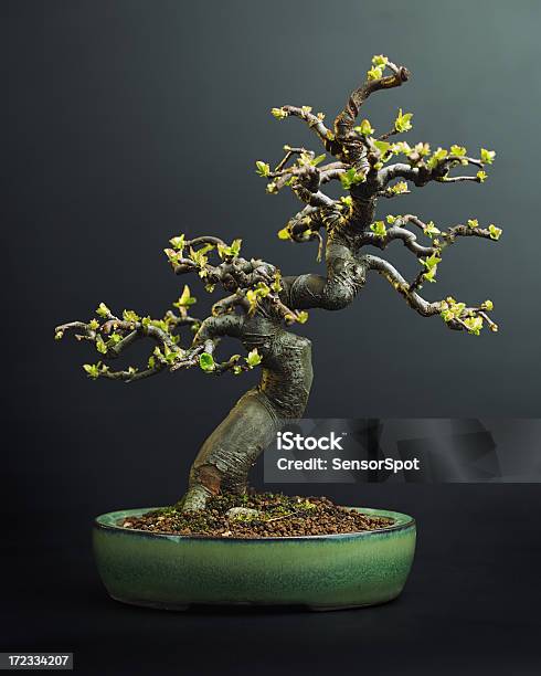 Foto de Maçã Árvore Bonsai e mais fotos de stock de Bonsai - Bonsai, Japão, Botânica - Assunto