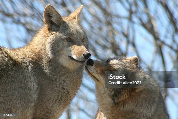 Gimme キス - 2匹のストックフォトや画像を多数ご用意 - 2匹, コヨーテ, 写真