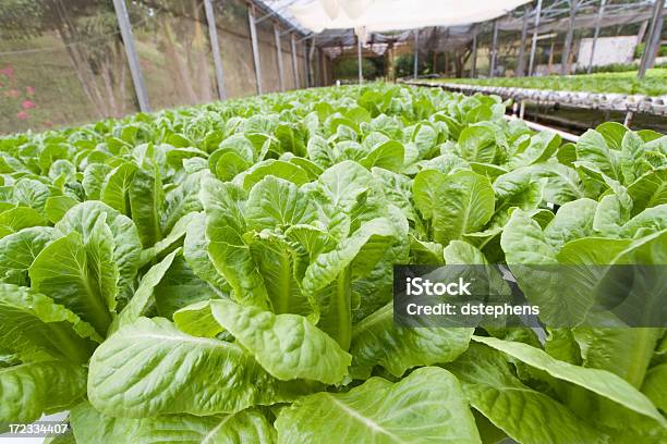 Lechuga Hydroponic En Invernáculo Foto de stock y más banco de imágenes de Agricultura - Agricultura, Aire libre, Alimento