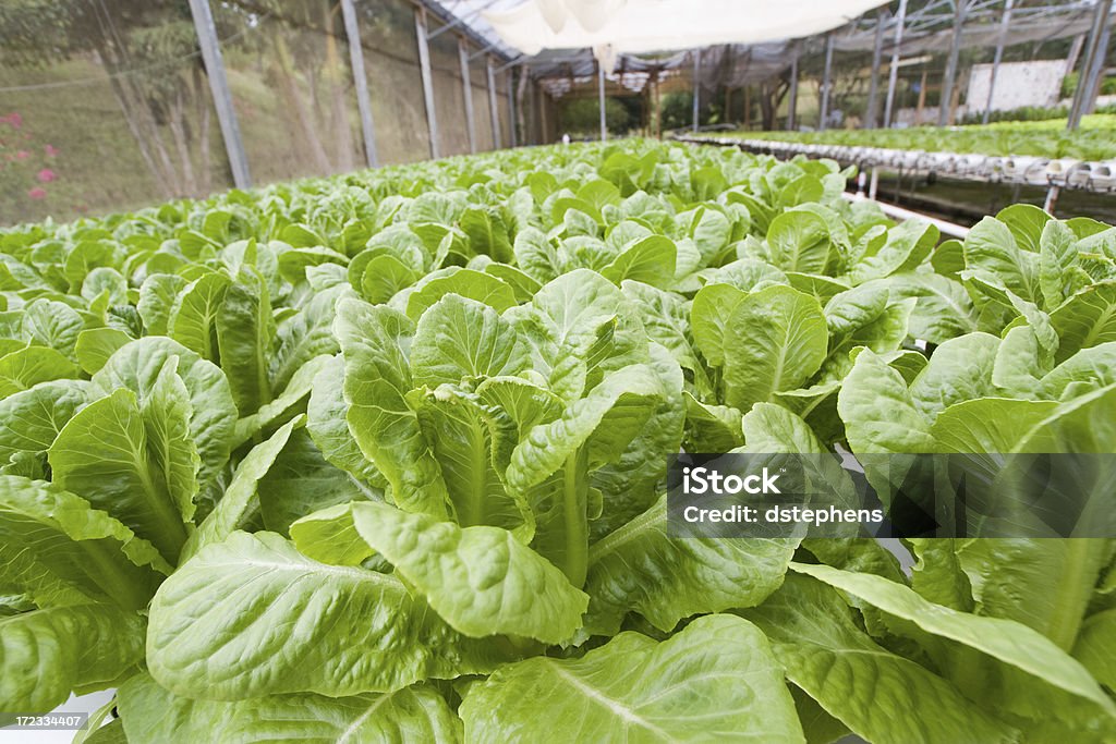Hidropônica alface em estufa - Foto de stock de Agricultura royalty-free