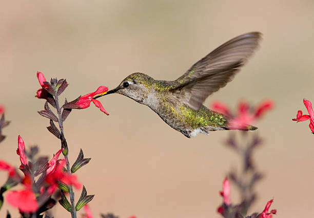 anna's hummingbird- weibliche - bird hummingbird flying annas hummingbird stock-fotos und bilder