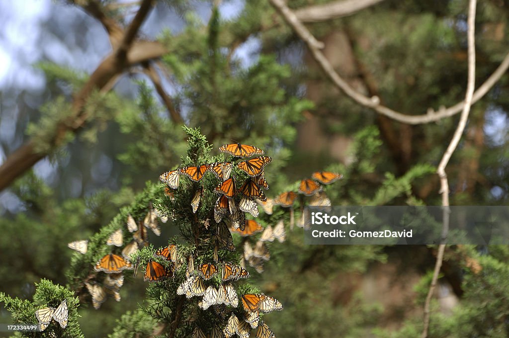 Farfalle monarca su Branch - Foto stock royalty-free di Albero