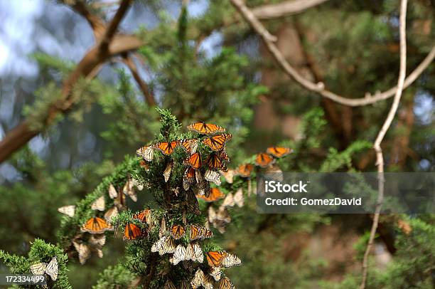 Monarch 나비 분기 0명에 대한 스톡 사진 및 기타 이미지 - 0명, 겨울, 곤충