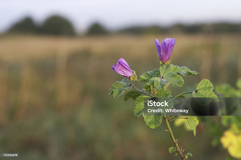 Común mallow flores cerrado al amanecer - Foto de stock de Aire libre libre de derechos
