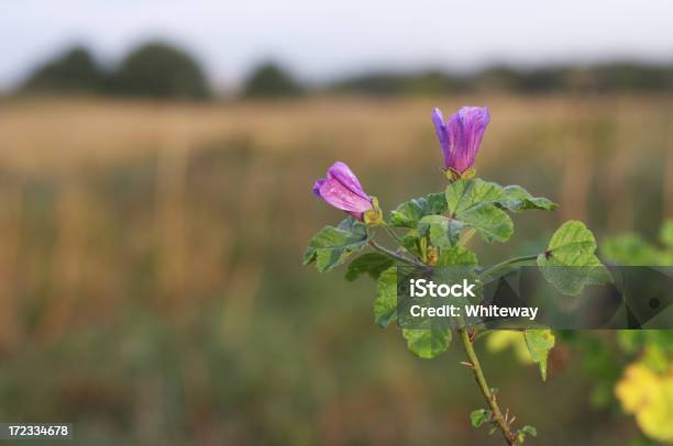 Común Mallow Flores Cerrado Al Amanecer Foto de stock y más banco de imágenes de Aire libre - Aire libre, Amanecer, Arte