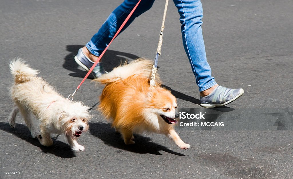 Счастливый ходьбы - Стоковые фото Два животных роялти-фри