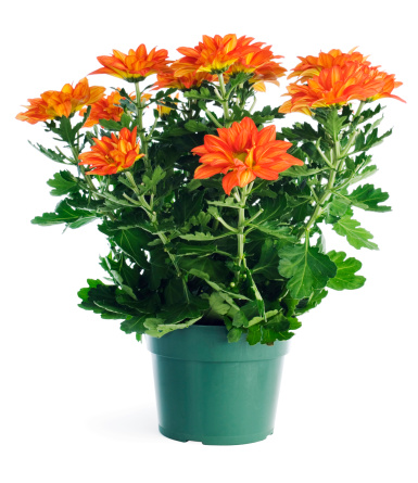 A potted plant of orange chrysanthemums in a plastic green garden store container, isolated on a white background.