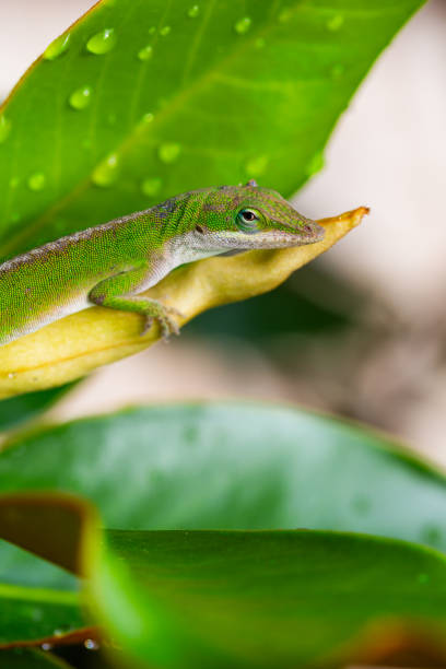 istock Green anole lizard on magnolia tree bud 1723349769