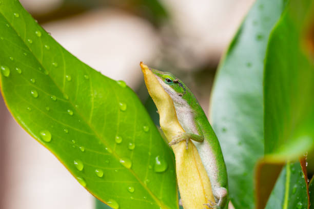 istock Green anole lizard resting while holding onto a magnolia tree bud 1723349771